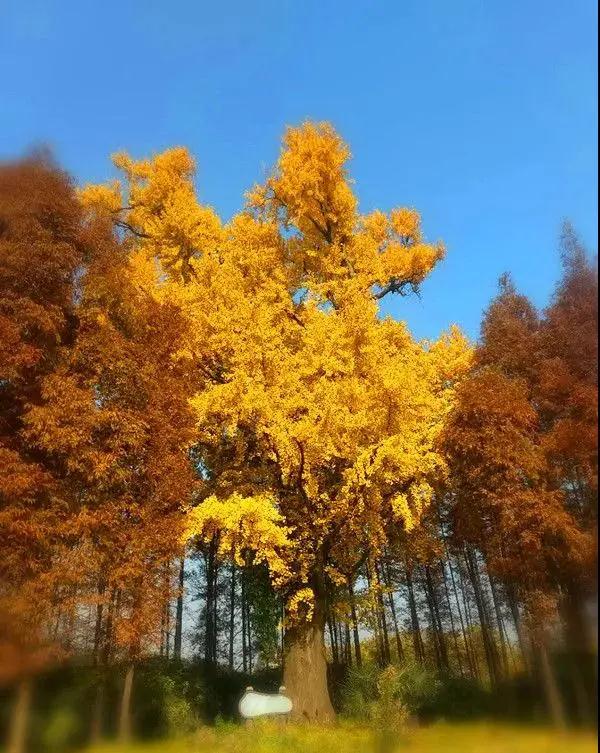 Flourishing The Most Beautiful Scenery Of Baoshan Is Hidden In These