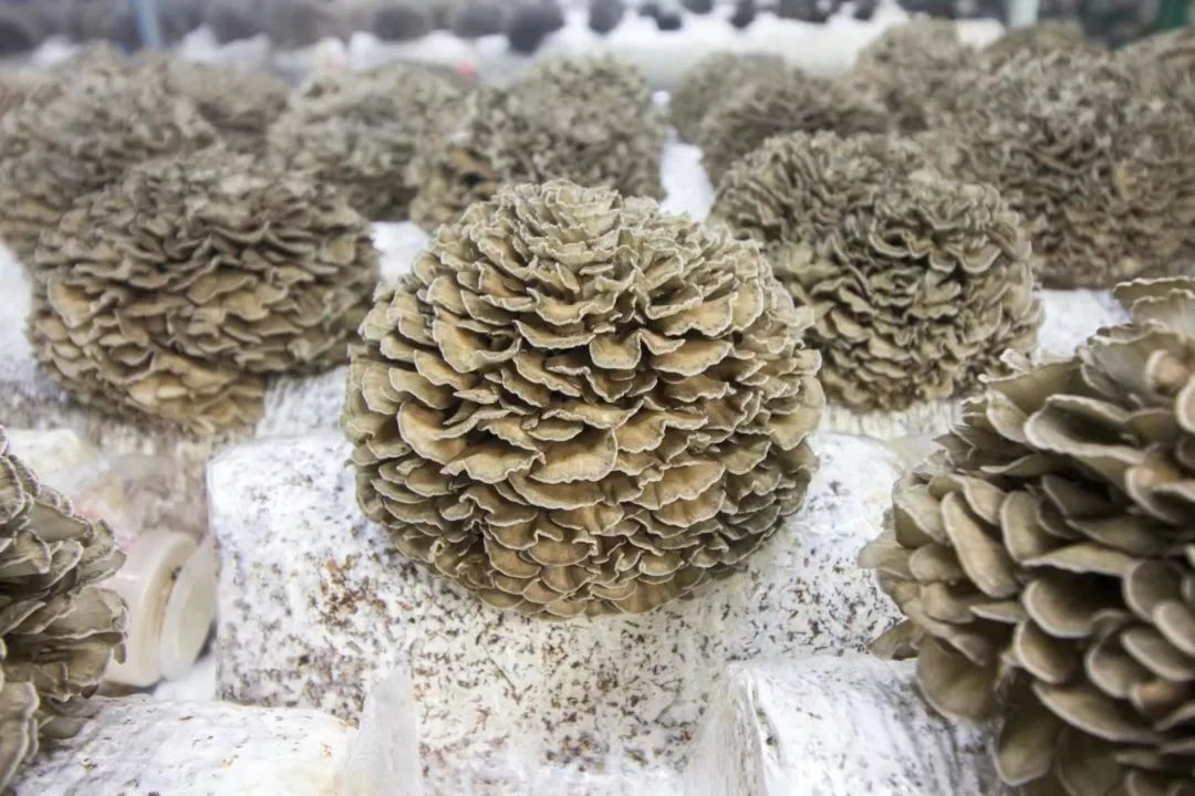 微信图片_20230503100937.jpg